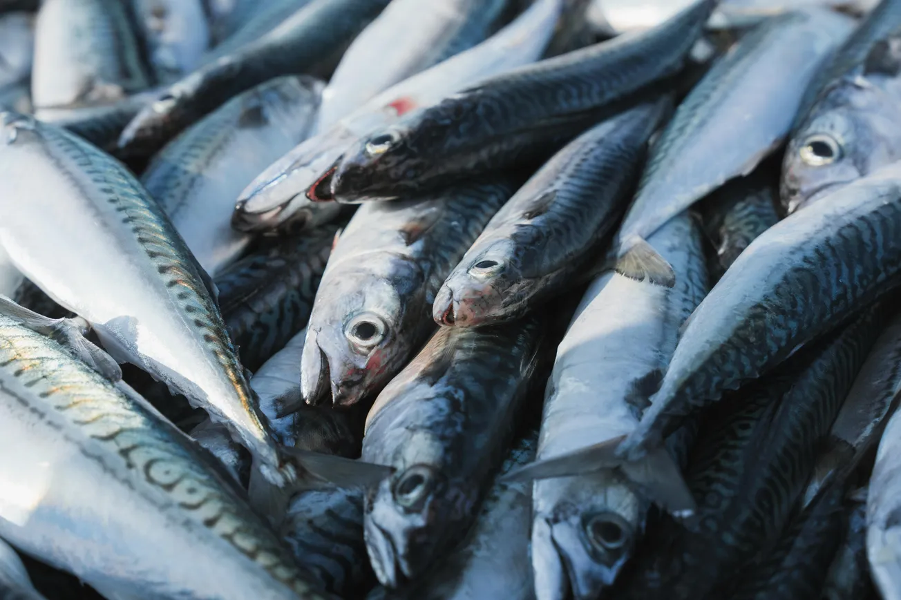 A pile of fresh mackerel fish with shimmering, iridescent skin and distinct patterns. The fish are closely packed, conveying a sense of abundance.