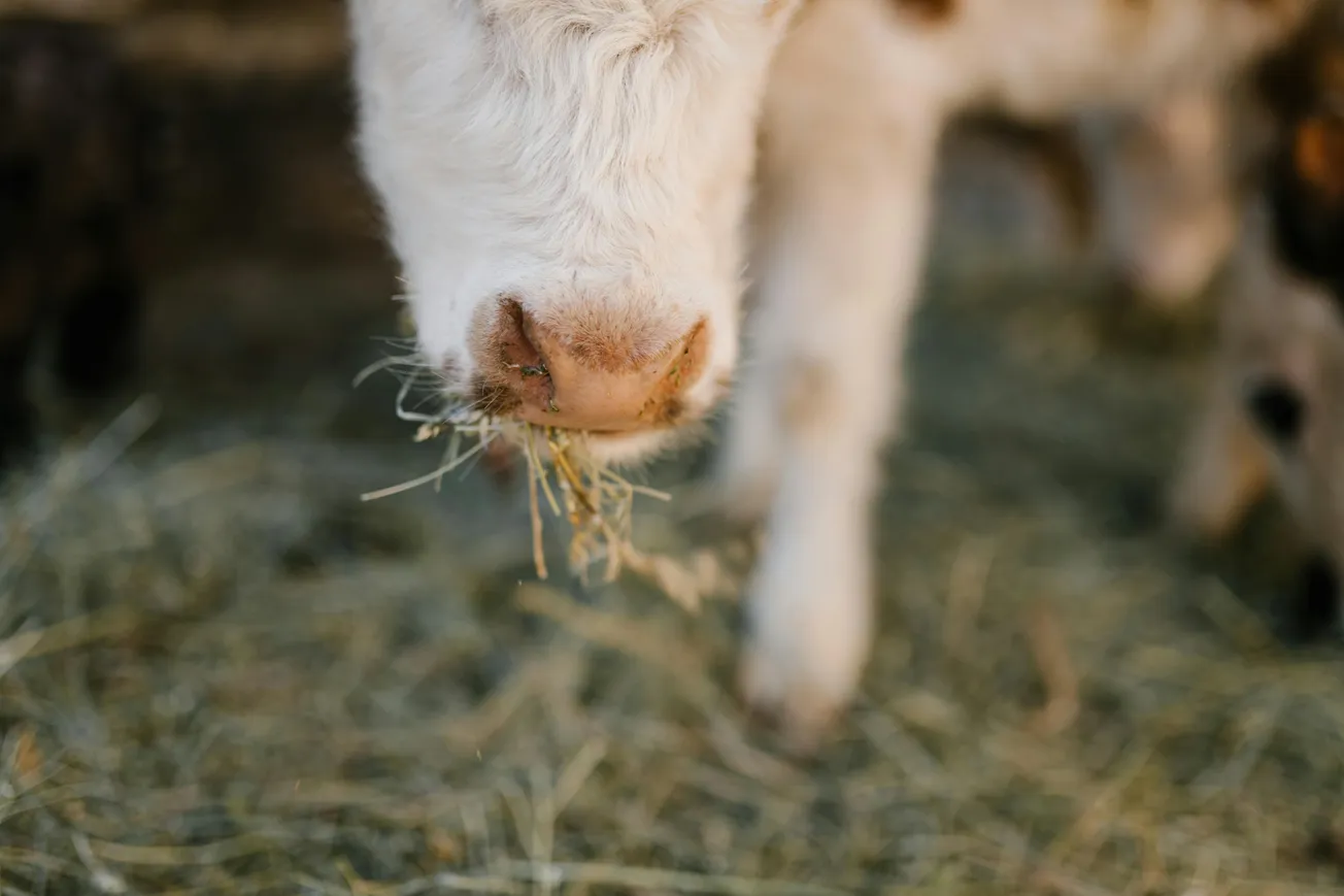 Close-up of a calf's nose and mouth eating hay, with soft, fluffy white fur. The scene conveys a peaceful, rural atmosphere.