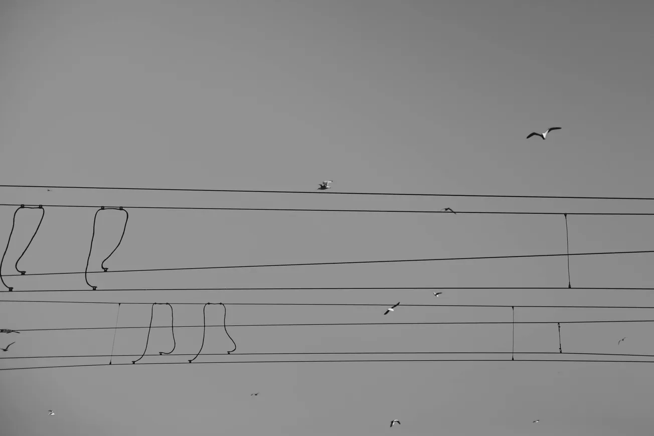 Black and white photo of birds flying near overhead power lines against a clear sky, conveying a sense of freedom and minimalism.