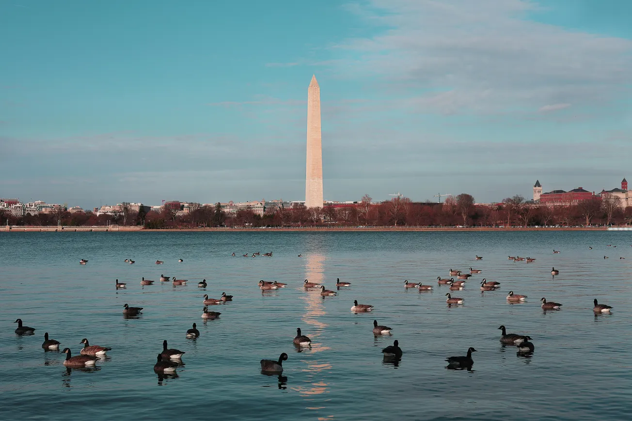 A serene lake scene with numerous ducks floating on the water. In the background, the Washington Monument stands tall, reflecting in the calm water.