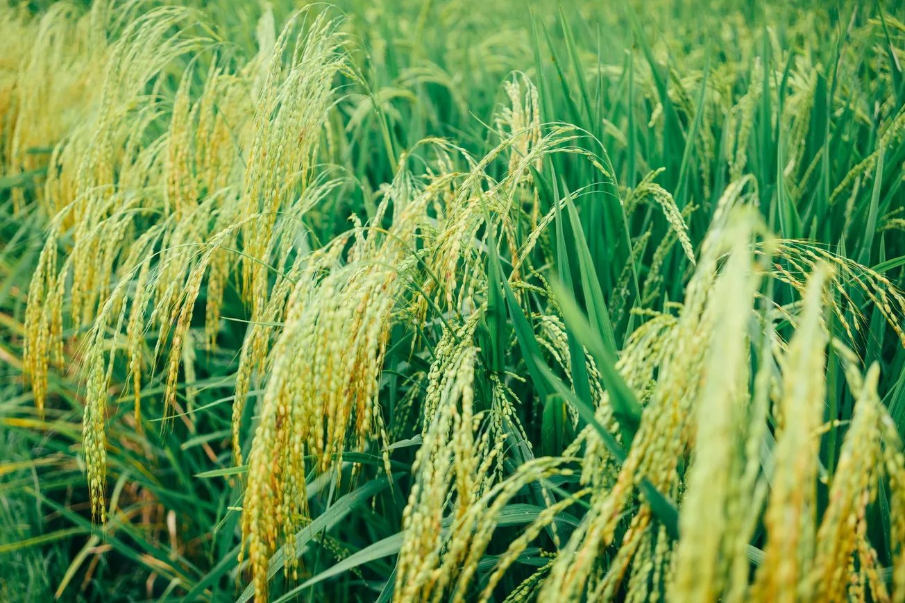 A lush green rice field with golden-yellow stalks bending under the weight of ripe grains. The scene conveys abundance and tranquility in nature.