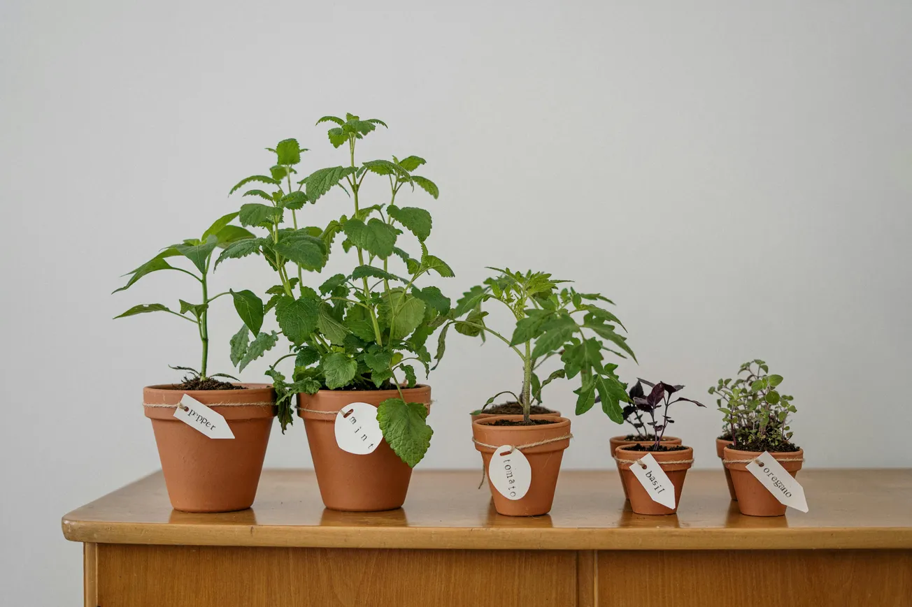 Five potted herbs with labels on a wooden surface, varying in size. The scene is minimalist, with a calm and organized atmosphere.