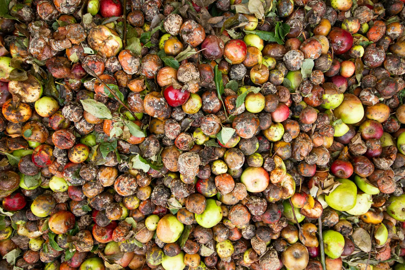 A large pile of rotting and bruised apples in various stages of decay, showing shades of red, green, and brown with visible mold and withered skins.
